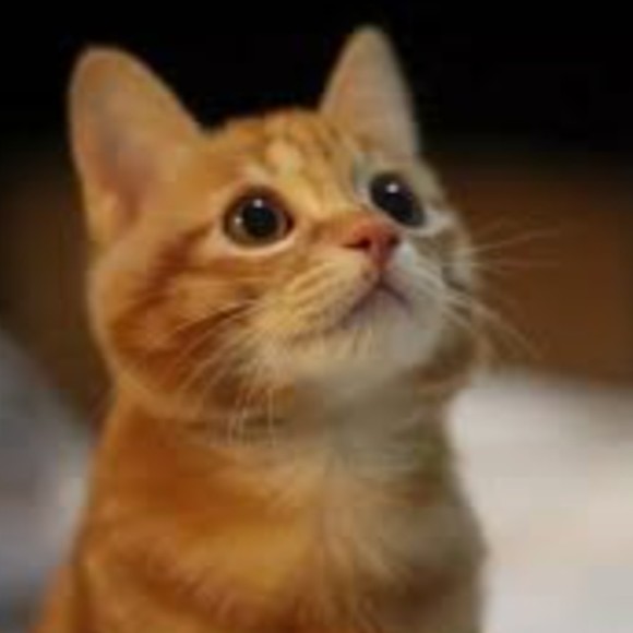 Meet your Posher, Grace - Picture 1 of 1